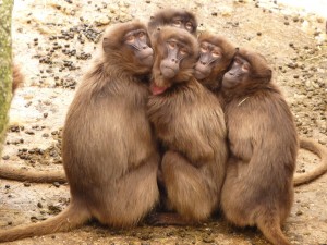 baboons-monkey-mammal-freeze-60023
